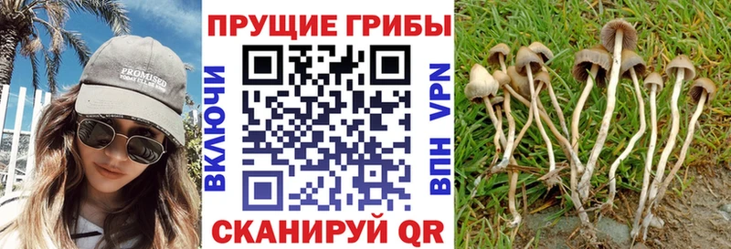 Псилоцибиновые грибы GOLDEN TEACHER Десногорск